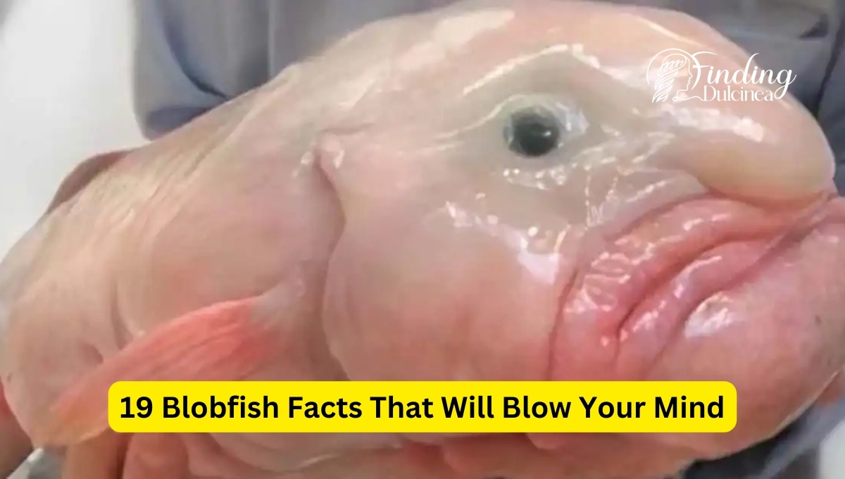 Blobfish Facts