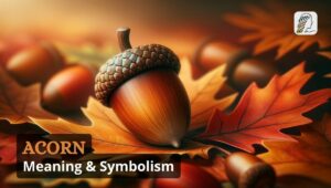 Acorn Meaning & Symbolism