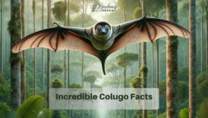 Incredible Colugo Facts
