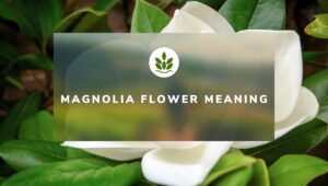 Magnolia Flower Meaning