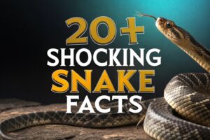 Snake Facts