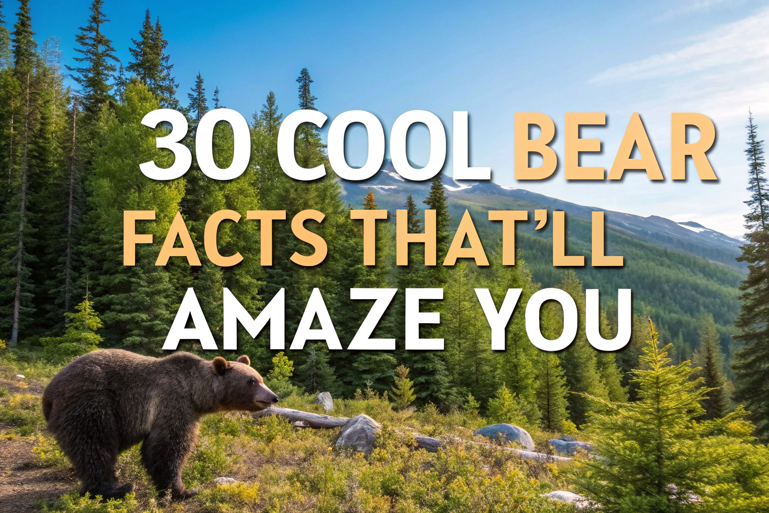 Cool Bear Facts