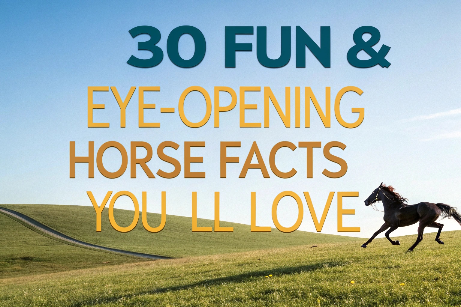 Horse Facts