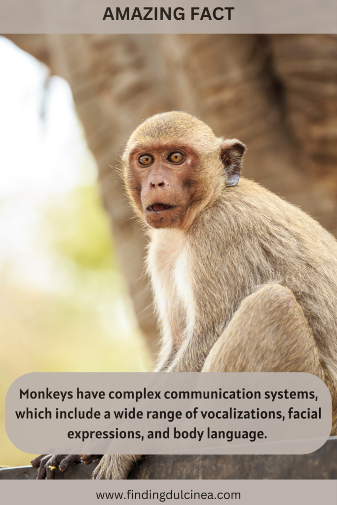 Monkey Facts