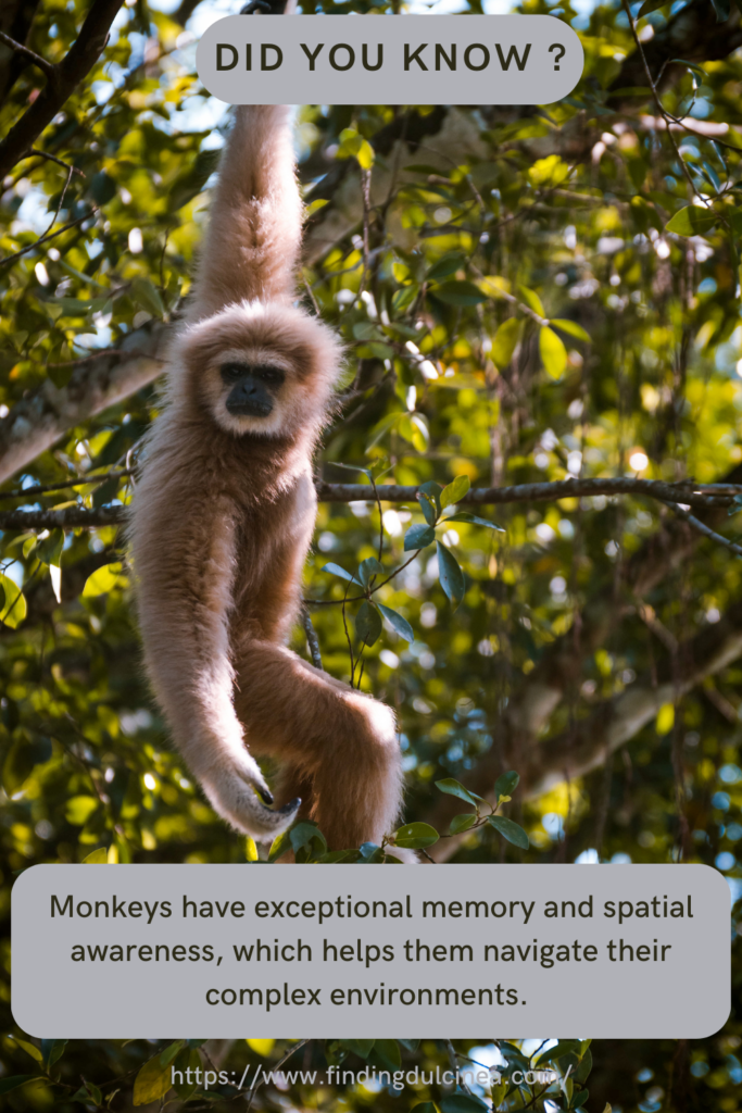 Monkey Facts