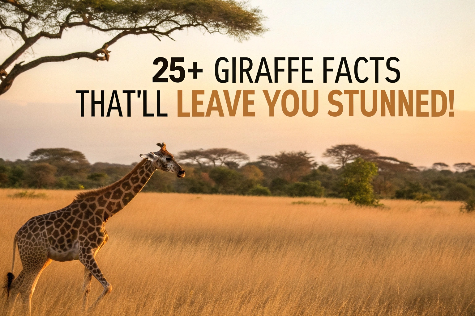 Giraffe Facts