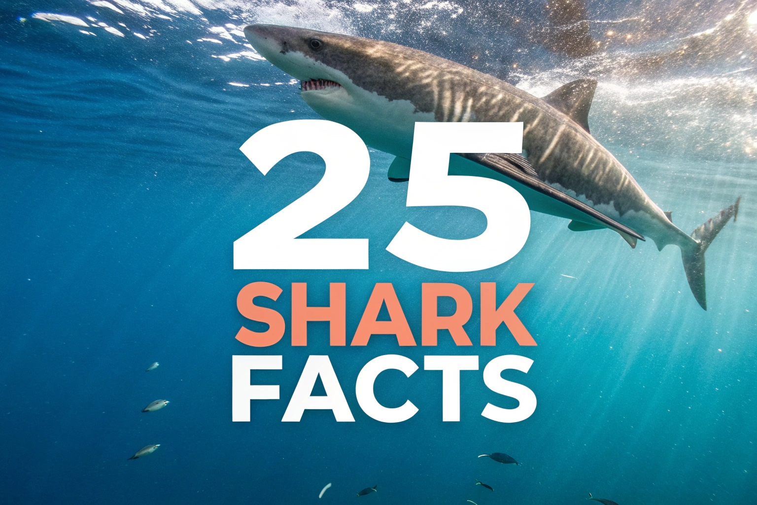 Shark Facts