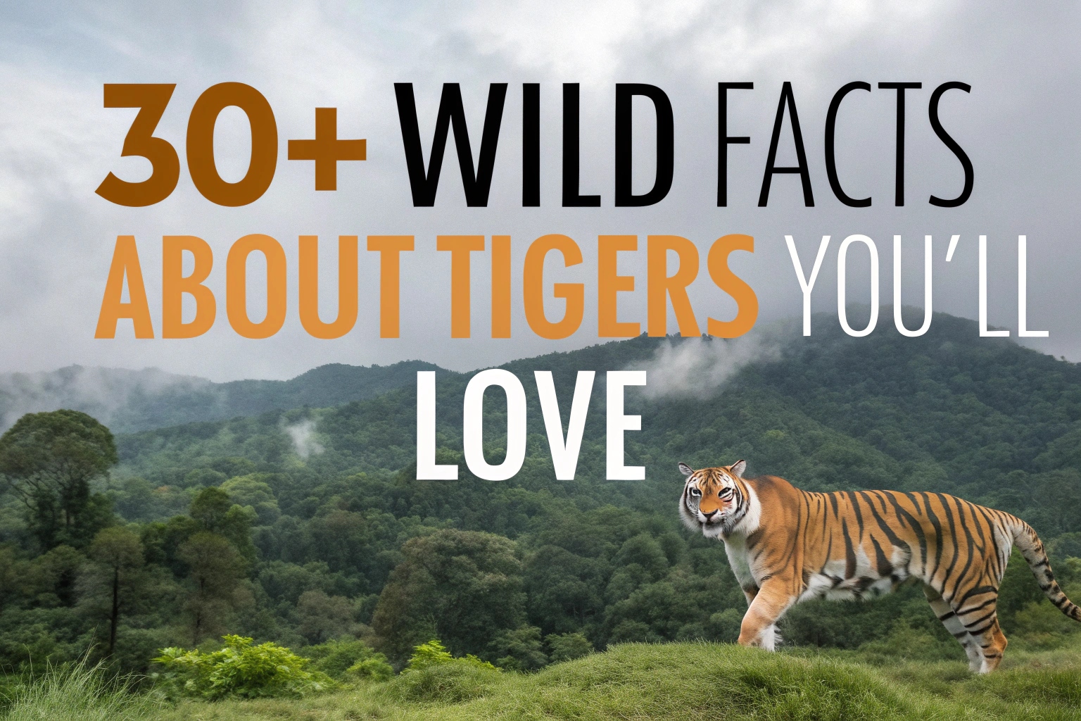 Wild Facts About Tigers