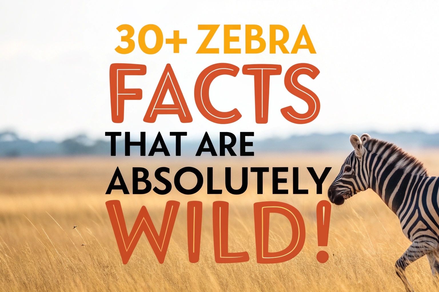 Zebra Facts