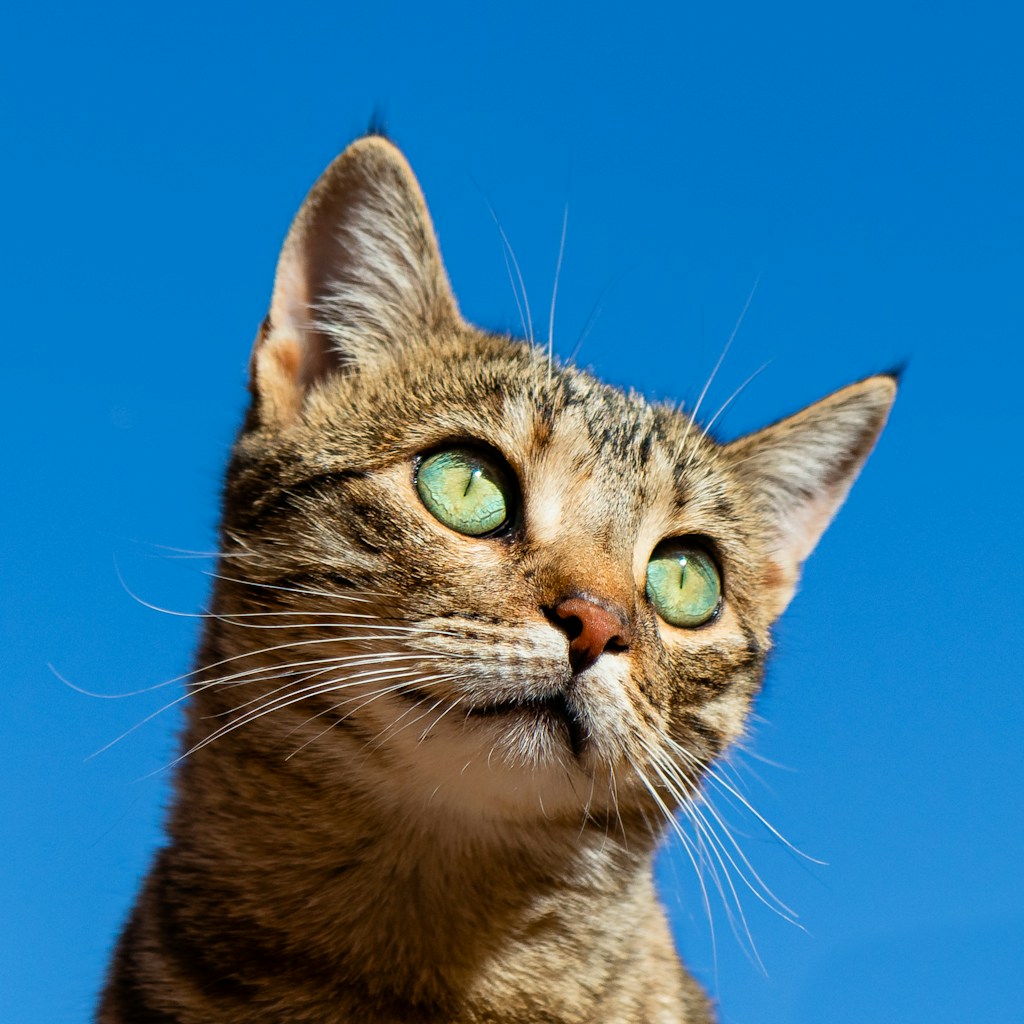 Best Cat Mom Gifts: 6 Thoughtful Presents for Cat Lovers - PropelRC