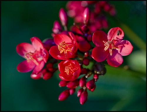 Canon TS-E 90mm f/2.8 Tilt Shift Lens for Canon SLR Cameras - Customer Photo 5