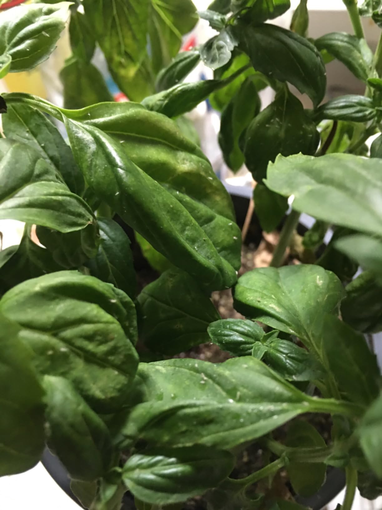 Bonide Captain Jack's Deadbug Brew Ready-to-Use Spray, 32 oz Outdoor Insecticide and Mite Killer for Organic Gardening (Spinosad) - Customer Photo 1