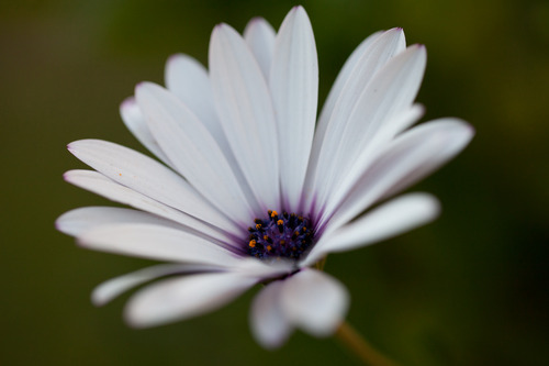 Canon EF 100mm f/2.8L IS USM Macro Lens for Canon Digital SLR Cameras - Customer Photo 1