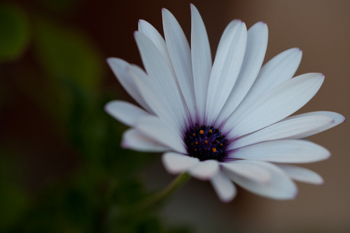 Canon EF 100mm f/2.8L IS USM Macro Lens for Canon Digital SLR Cameras - Customer Photo 2