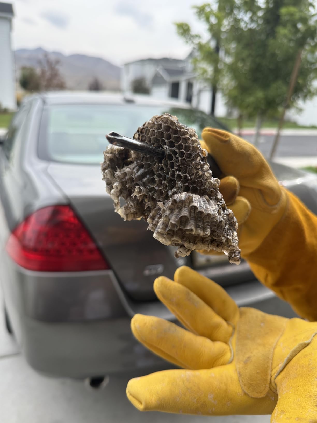 Raid Wasp & Hornet Killer Spray, Kills the Entire Nest, For Paper Wasps, Yellow Jackets, Mud Daubers, and more, 17.5 oz - Customer Photo 1