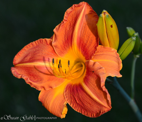 Nikon AF-S NIKKOR 85mm f/1.8G Fixed Lens - Customer Photo 1