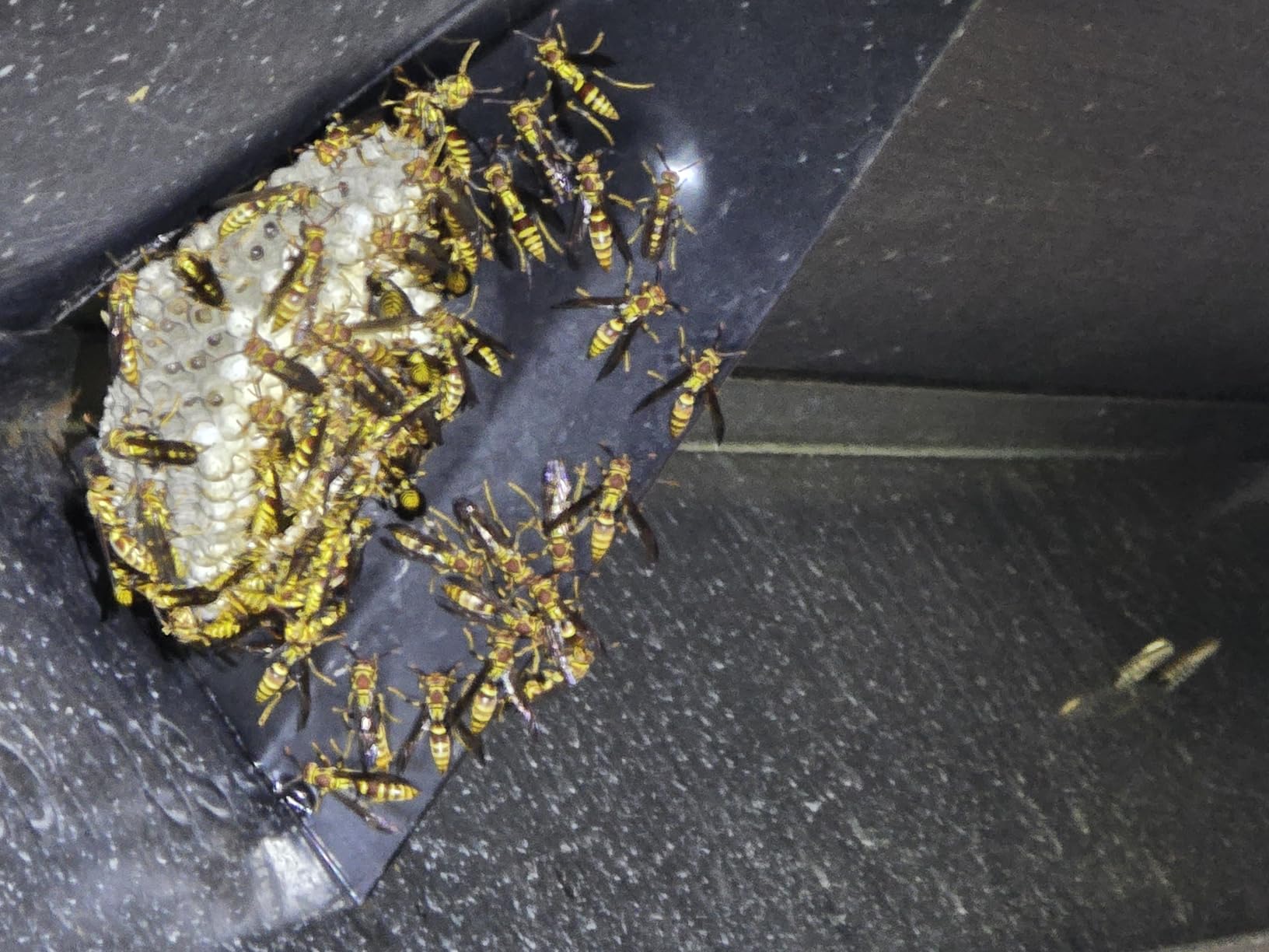Hot Shot Wasp & Hornet Killer Spray, For Insects Eliminates the Nest, Sprays Up To 27 Feet, 14 fl Ounce, 2 Pack - Customer Photo 1