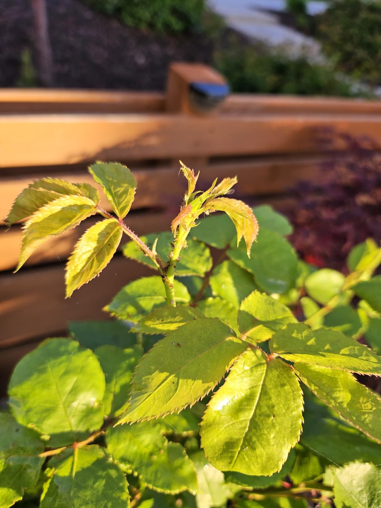Natria Neem Oil Spray for Plants Pest Organic Disease Control, 24-Ounce, Ready-to-Use, 1.5 Pounds Customer Review Natria Neem Oil Spray for Plants Pest Organic Disease Control, 24-Ounce, Ready-to-Use, 1.5 Pounds - Customer Photo 2