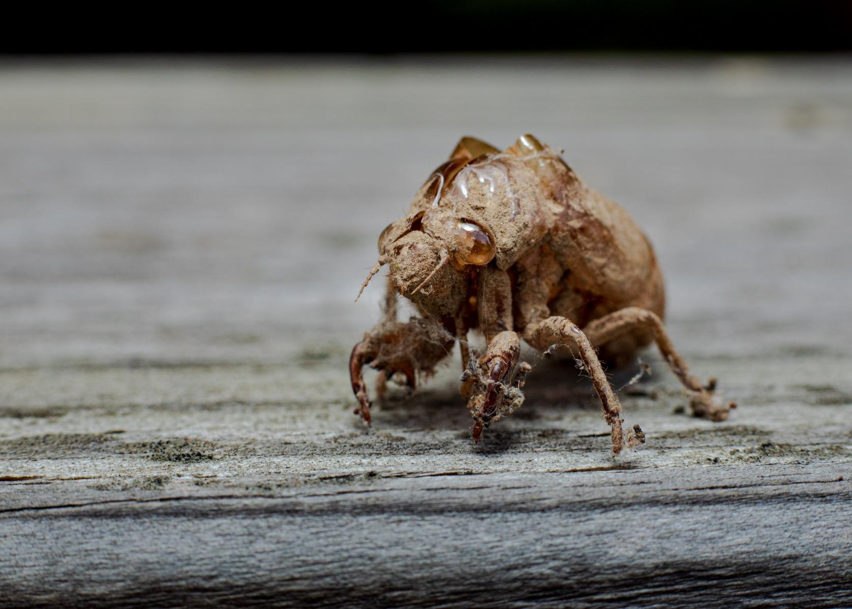 Canon EF 50mm f/1.8 STM Lens - Customer Photo 2