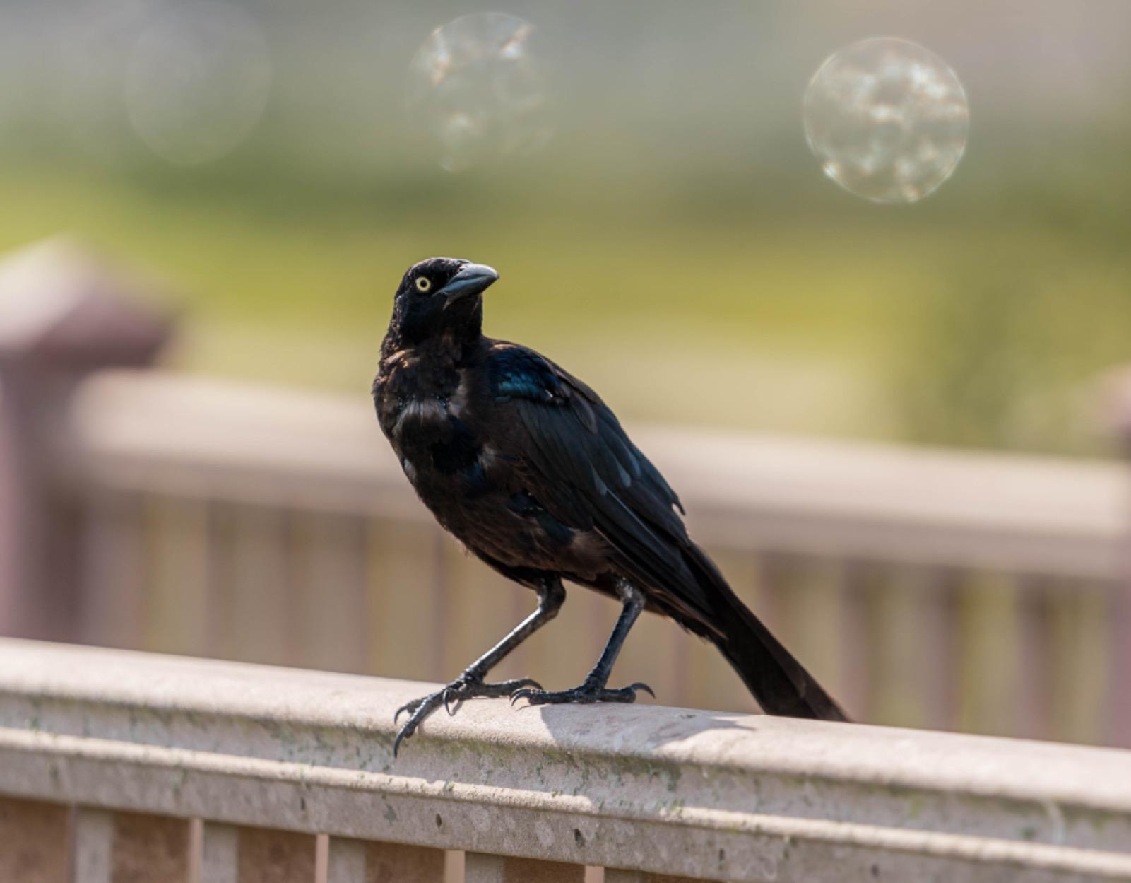 Sony FE 70-200mm f/2.8 GM OSS Lens Customer Review Sony FE 70-200mm f/2.8 GM OSS Lens - Customer Photo 2