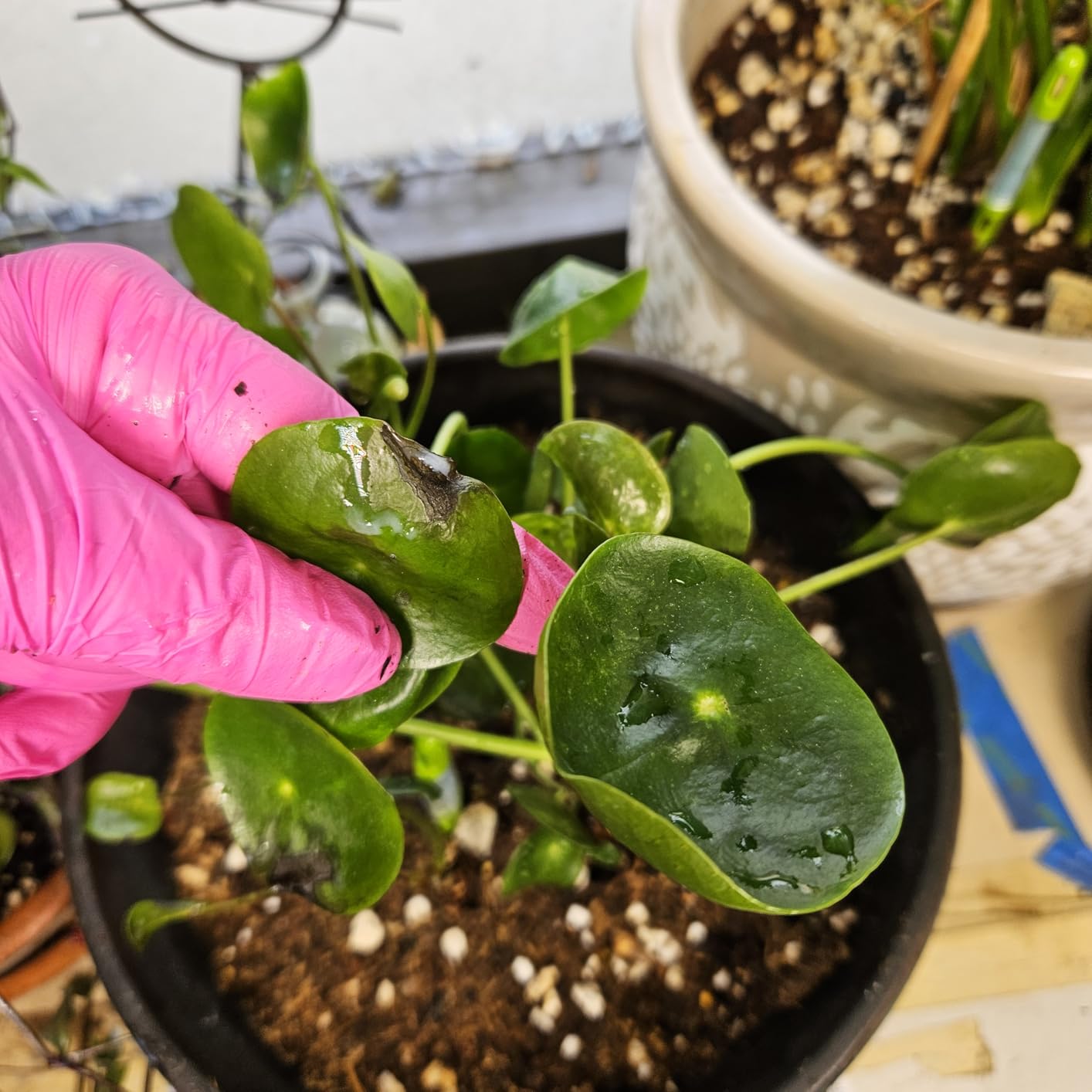 PyGanic Gardening 8oz, Botanical Insecticide Pyrethrin Concentrate for Organic Gardening - Customer Photo 1