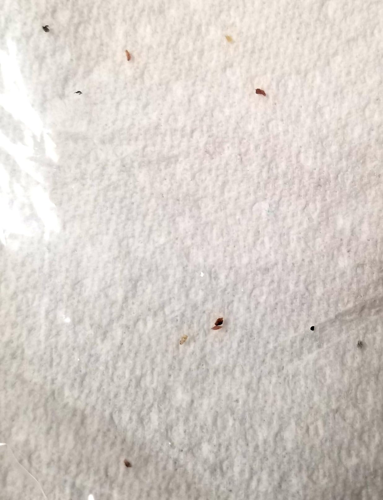 Hot Shot Ready-to-Use Bed Bug Killer Spray, Kills Bed Bugs and Bed Bug Eggs, Kills Fleas and Dust Mites, 32 Ounce - Customer Photo 1