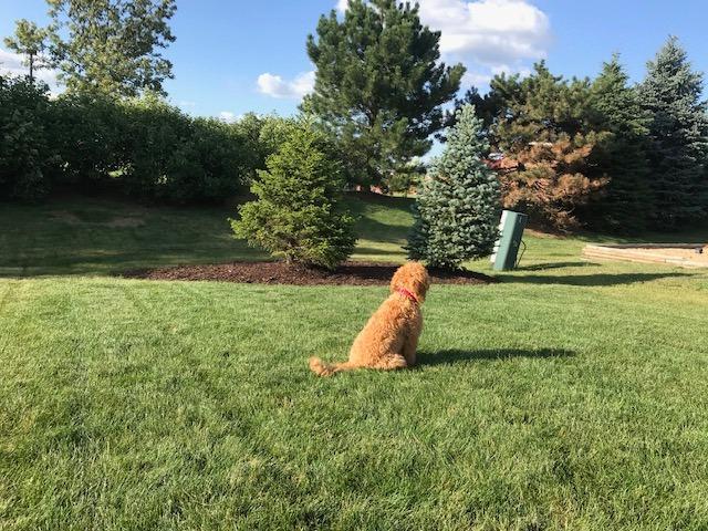 Extreme Dog Fence ProMax Grade Electric Dog Fence - 1 Dog Kit - 1500 Feet of Heavy Duty -Plus Maximum Duty Wire for Ultimate Performance and Reliability - Customer Photo 4