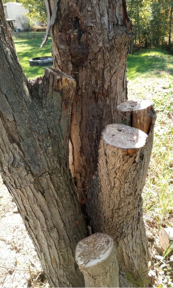 CRAFTSMAN Electric Chainsaw, 16 Inch, 12 Amp Corded Chain Saw Electric, Ergonomic, Powerful Motor (CMECS600) - Customer Photo 1