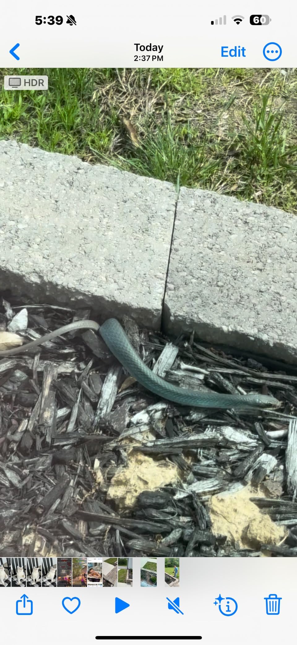 Victor VP364B Snake-A-Way Outdoor Snake Repelling Granules 4lbs, Snake Repellent for Yards, Use Against Poisonous & Non-Poisonous Species, Protects .5 Acres - Customer Photo 2