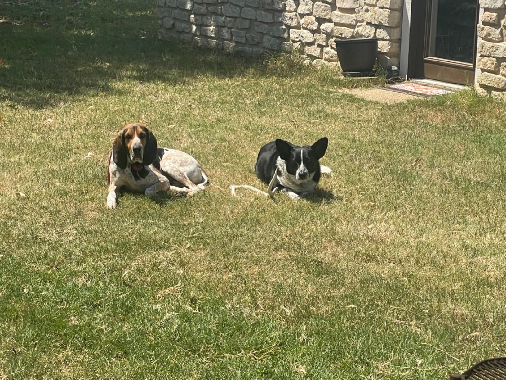 PetSafe Stay & Play Wireless Fence for Stubborn Dogs - America's Safest Wireless Pet Containment System - No Dig Electric Fence with Circular Boundary - Secure 3/4-Acre Yard - for Dogs 5lb+ - Customer Photo 2