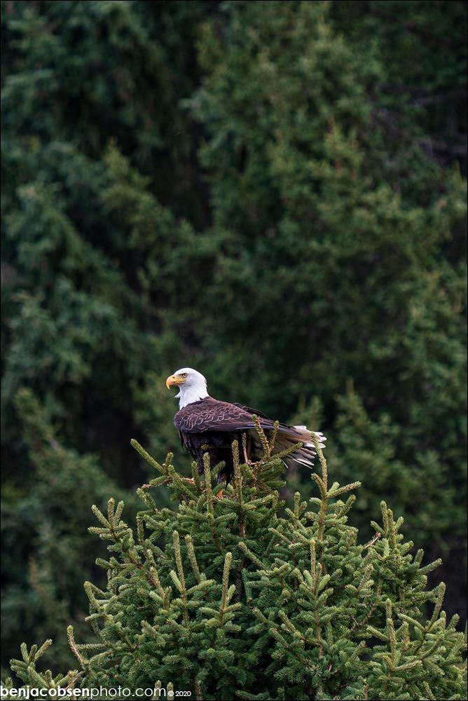 Sony FE 200-600mm F5.6-6.3 G OSS - Customer Photo 4