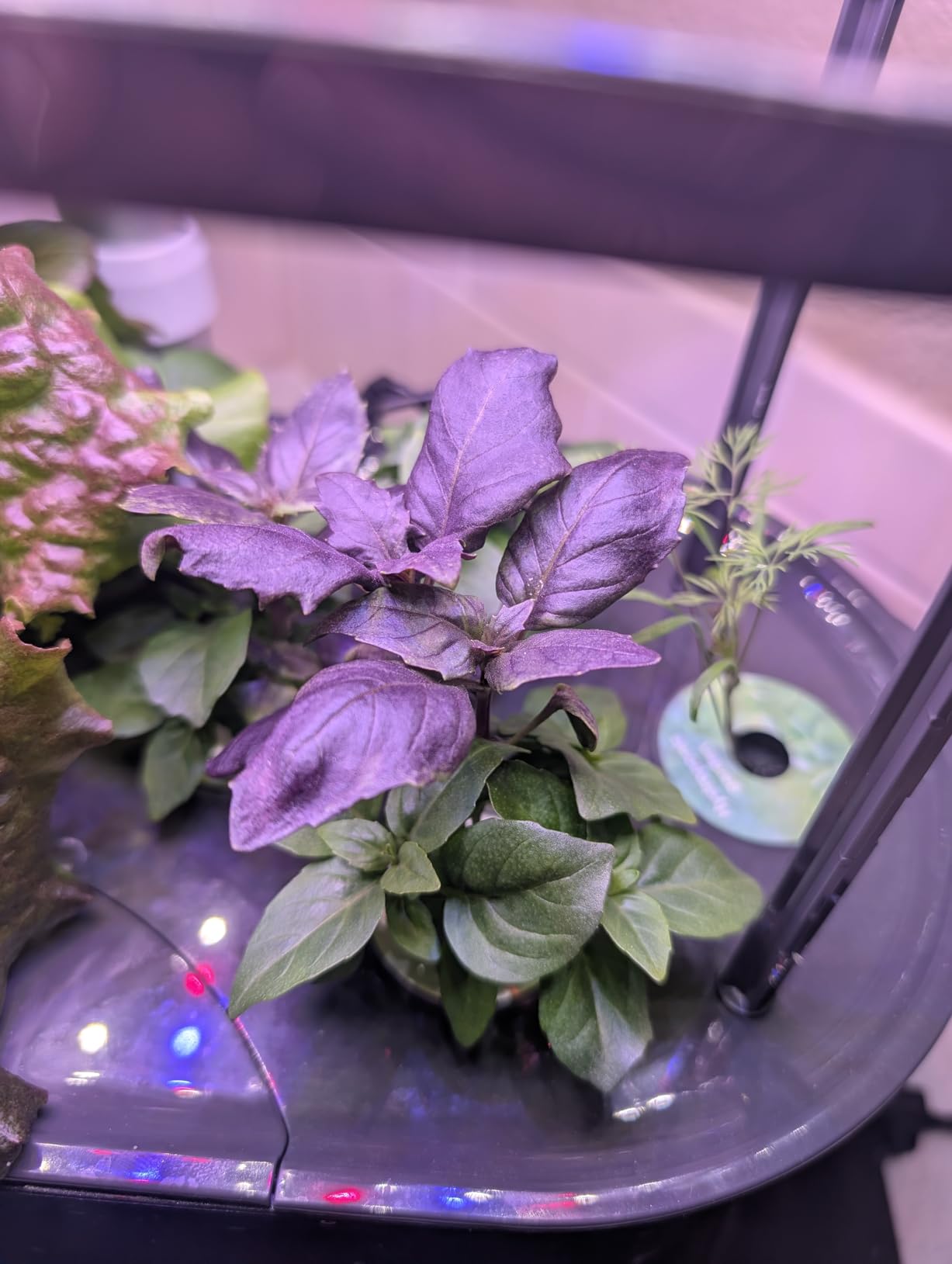 AeroGarden Bounty Basic - Indoor Garden with LED Grow Light, Black customer photo 2