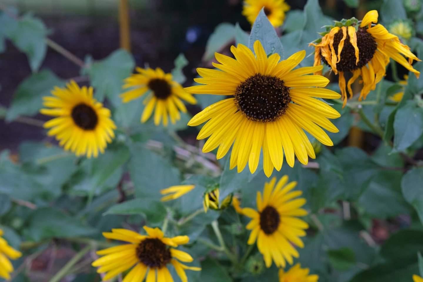VILTROX 33mm F1.4 fujifilm X Mount f/1.4 XF AF Auto Focus Lens - Customer Photo 1