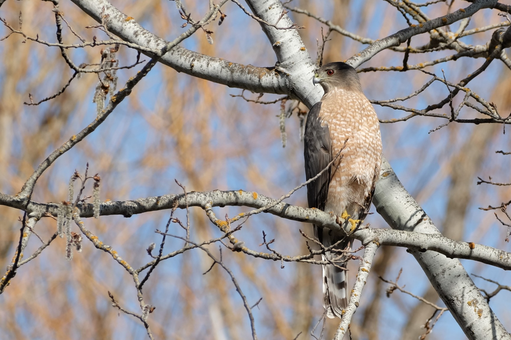 Fujifilm Fujinon XF70-300mmF4-5.6 LM OIS WR customer photo 2