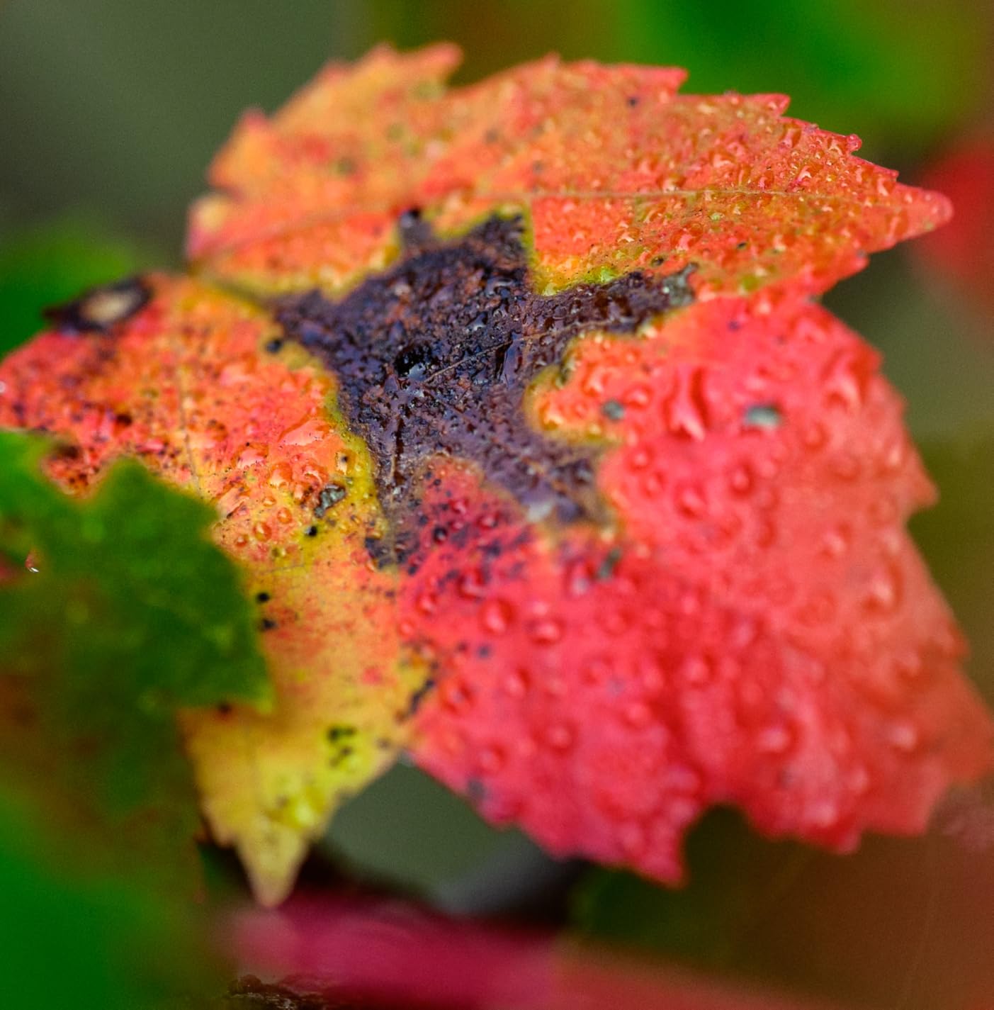 NIKKOR Z MC 105mm f/2.8 VR S | Professional macro prime lens for Z series mirrorless cameras Customer Review NIKKOR Z MC 105mm f/2.8 VR S | Professional macro prime lens for Z series mirrorless cameras - Customer Photo 5