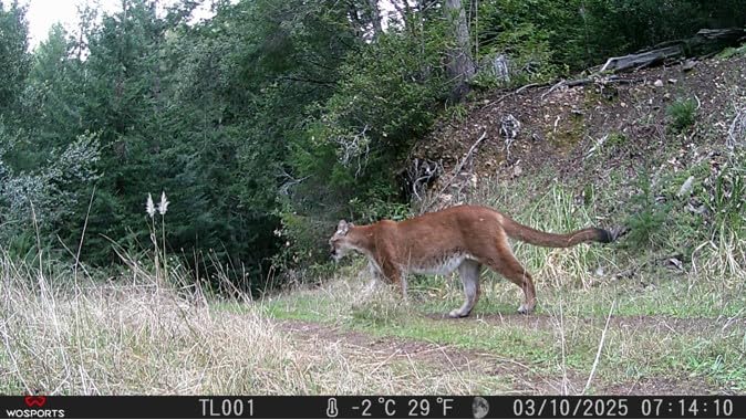 WOSPORTS Trail Camera,48MP 4K 0.2S Trigger Motion Activated,Game Camera with Night Vision IP66 Waterproof 2.0''LCD 120°Wide Trail Cam Lens for Outdoor Scouting Wildlife Monitoring Home Security - Customer Photo 1