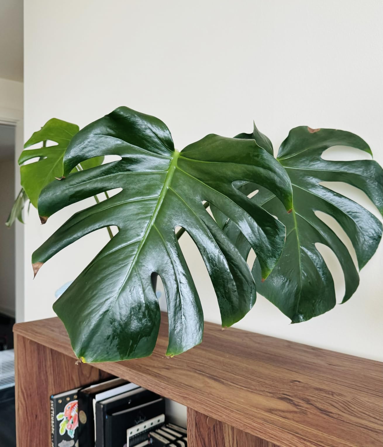 HARRIS Neem Oil Spray for Indoor and Outdoor Plants, Cold Pressed Ready to Use, 20oz Customer Review HARRIS Neem Oil Spray for Indoor and Outdoor Plants, Cold Pressed Ready to Use, 20oz - Customer Photo 1