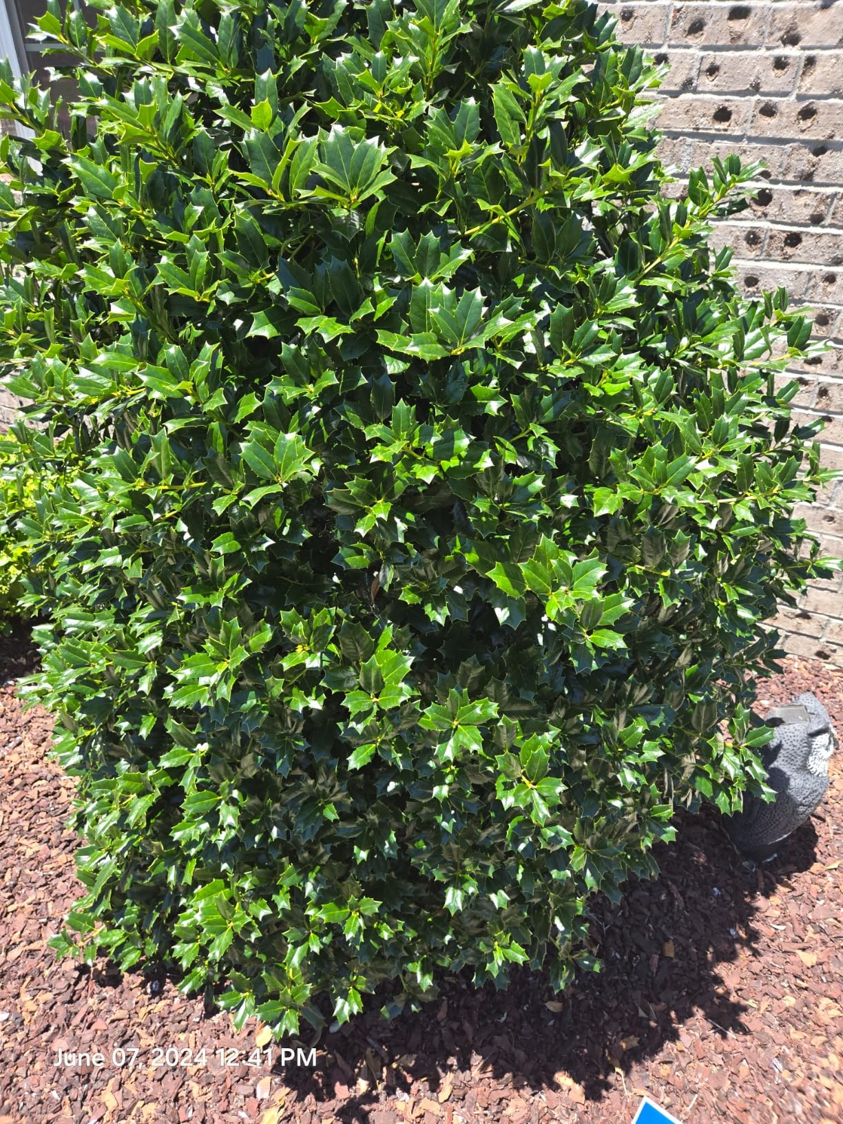 HARRIS Neem Oil Spray for Indoor and Outdoor Plants, Cold Pressed Ready to Use, 20oz Customer Review HARRIS Neem Oil Spray for Indoor and Outdoor Plants, Cold Pressed Ready to Use, 20oz - Customer Photo 2