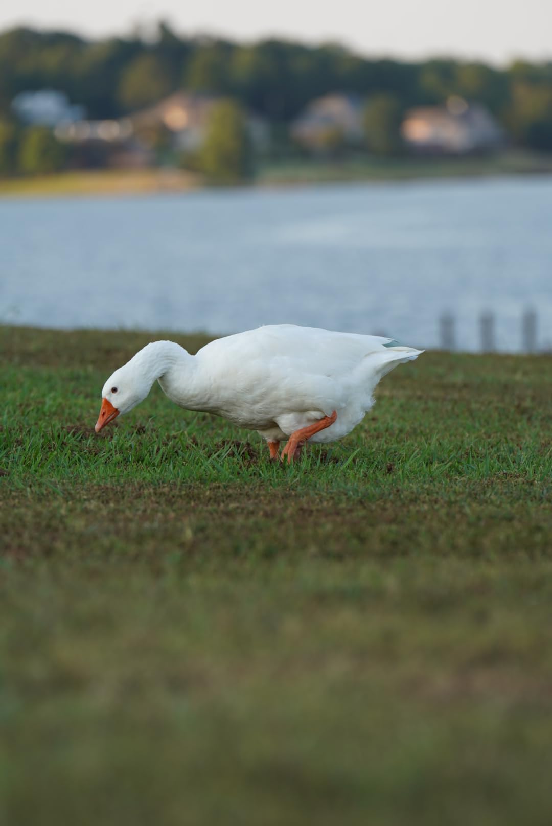 Sony FE 70-200mm F2.8 GM OSS II - Customer Photo 3