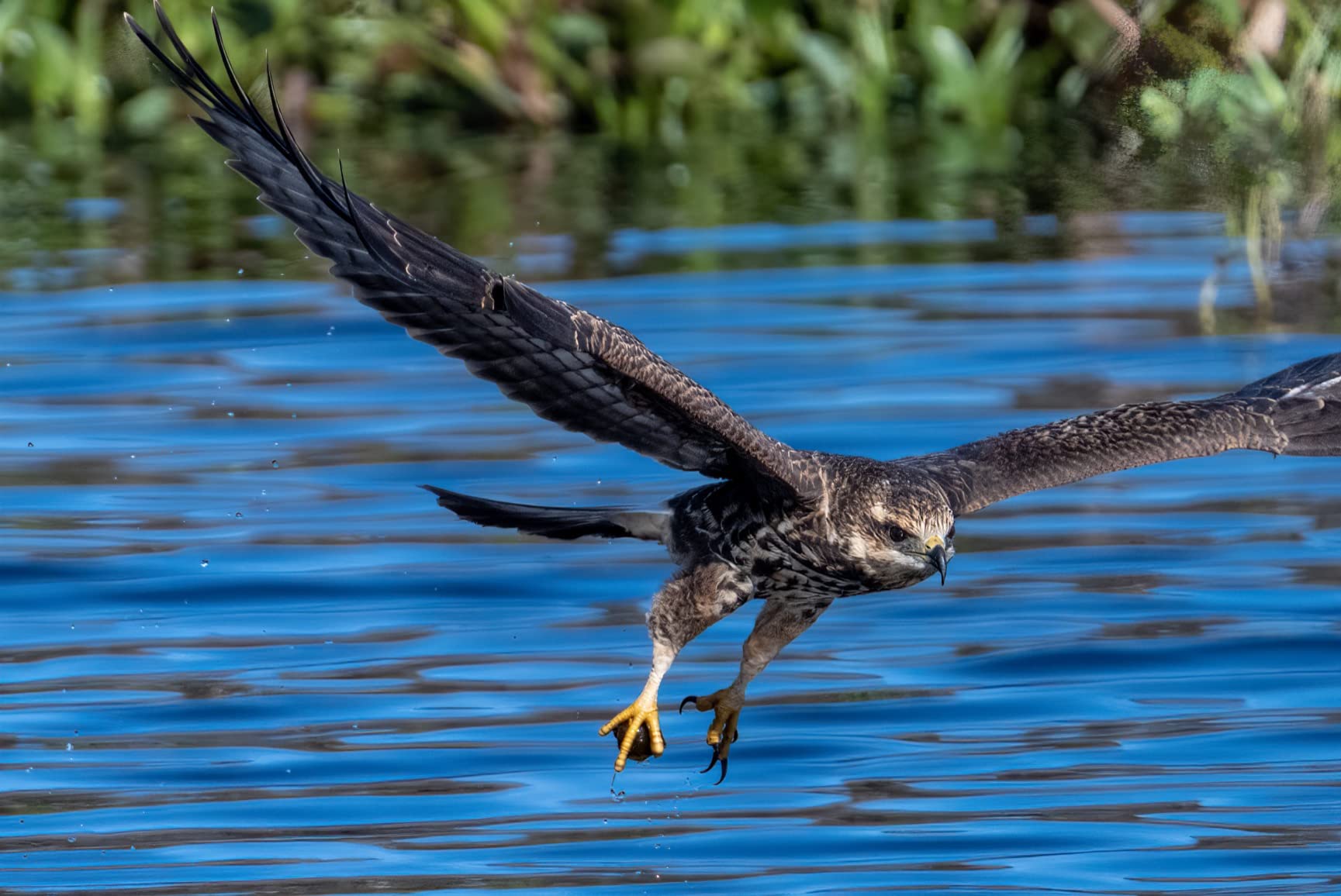 Nikon NIKKOR Z 100-400mm VR S | Premium versatile telephoto zoom lens with image stabilization Customer Review Nikon NIKKOR Z 100-400mm VR S | Premium versatile telephoto zoom lens with image stabilization - Customer Photo 1