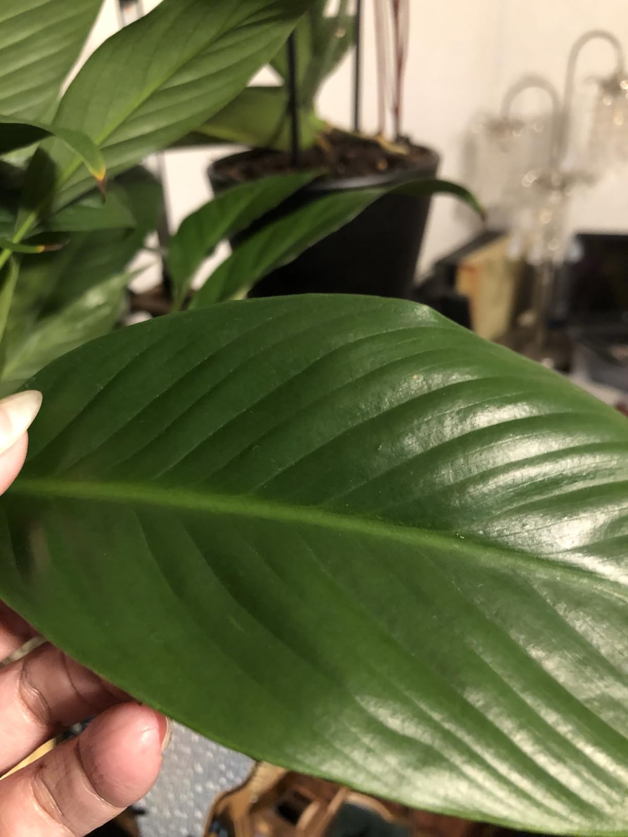 Big Leaf Energy (16 FL OZ) Organic Neem Oil Spray for Plants + Essential Oils : Ready to Use Plant Wash for Indoor Houseplants & Outdoor Gardens, Natural Leaf Shine Customer Review Big Leaf Energy (16 FL OZ) Organic Neem Oil Spray for Plants + Essential Oils : Ready to Use Plant Wash for Indoor Houseplants & Outdoor Gardens, Natural Leaf Shine - Customer Photo 2