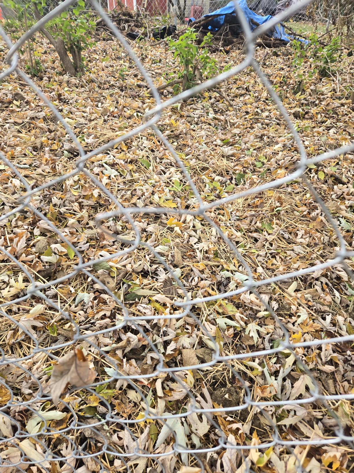 ALEKO Galvanized Steel Chain Link Fence | Complete Kit | 6 x 50 Ft | 11.5-AW Gauge | Silver | KITCLF115G6X50 Customer Review ALEKO Galvanized Steel Chain Link Fence | Complete Kit | 6 x 50 Ft | 11.5-AW Gauge | Silver | KITCLF115G6X50 - Customer Photo 1