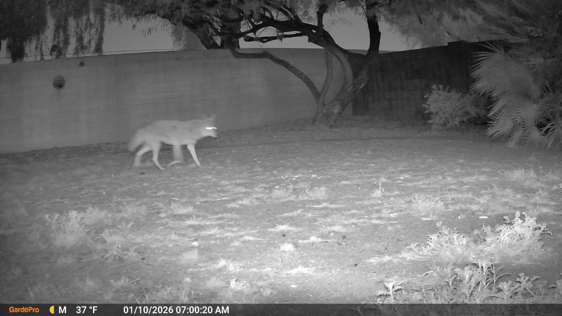 GardePro E5S Trail Camera (Non-Cellular, Non-WiFi), 64MP Photo & 1296P HD Video, 0.1s Trigger, 100ft No-Glow Night Vision, Motion Activated Wildlife Camera - Customer Photo 1