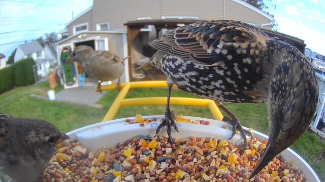 NETVUE by Birdfy Smart Bird Feeder with AI Camera, Auto Capture Videos & Motion Detection, Live Steam, Wireless Wildbird Watching, Outdoor Backyard Birder(AI by Subscription) customer photo 1