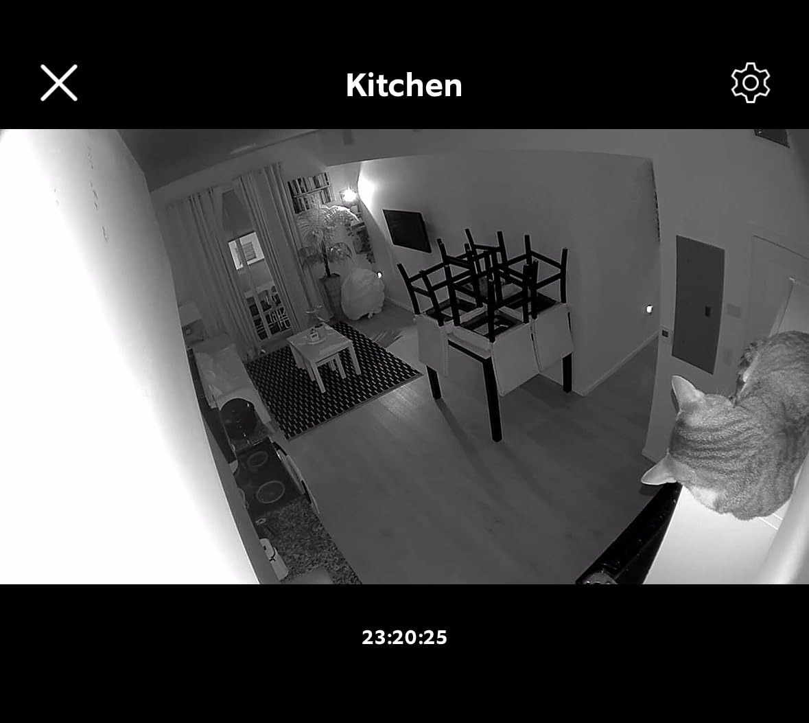 Ring Indoor Cam, Home or business security in 1080p HD video, White - Customer Photo 2