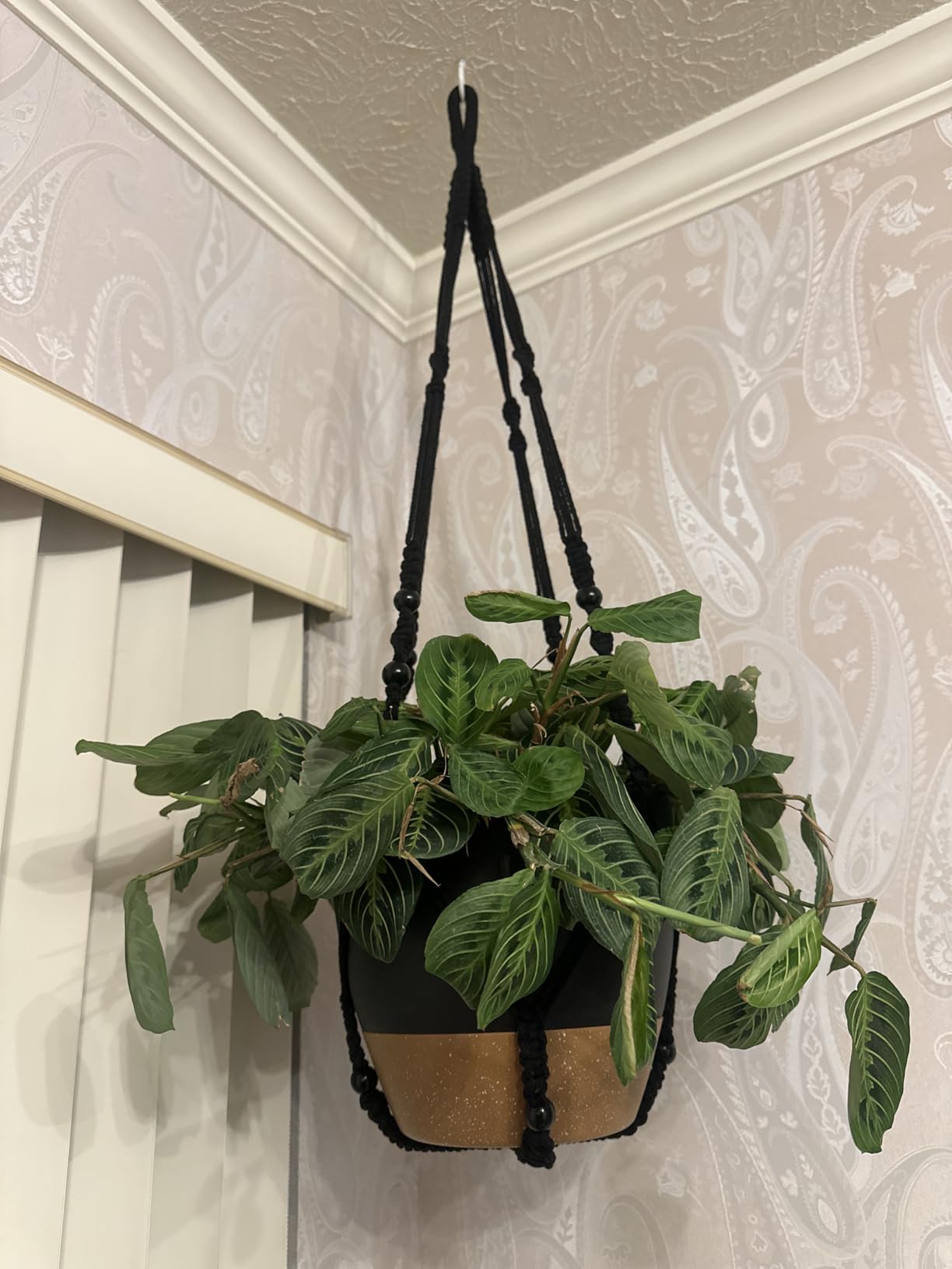 Bouqlife 3 Set Self Watering Hanging Planters for Indoor Plants | 7/6/5.5 Inch Pots with Macrame Plant Hangers, Drainage Reservoirs and Hooks, Hanging Plant Holders, White customer photo 1