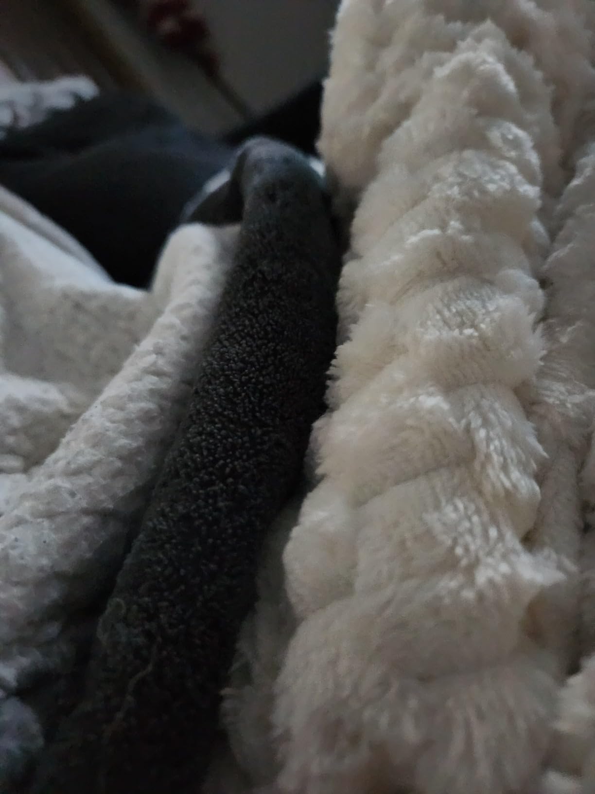 Topblan Weighted Blanket Queen Size 15lbs, Soft Jacquard Sherpa Heavy Blankets for Sleep Natural and Calming, Fluffy Cozy Sofa Bed Blanket for Winter, 60 x 80 inches Customer Review Topblan Weighted Blanket Queen Size 15lbs, Soft Jacquard Sherpa Heavy Blankets for Sleep Natural and Calming, Fluffy Cozy Sofa Bed Blanket for Winter, 60 x 80 inches - Customer Photo 1