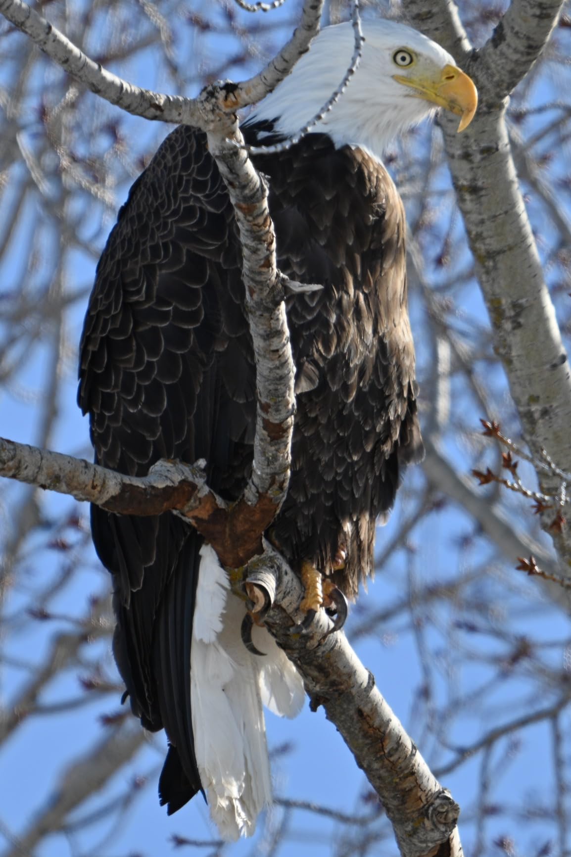 Nikon NIKKOR Z 180-600mm f/5.6-6.3 VR - Customer Photo 1