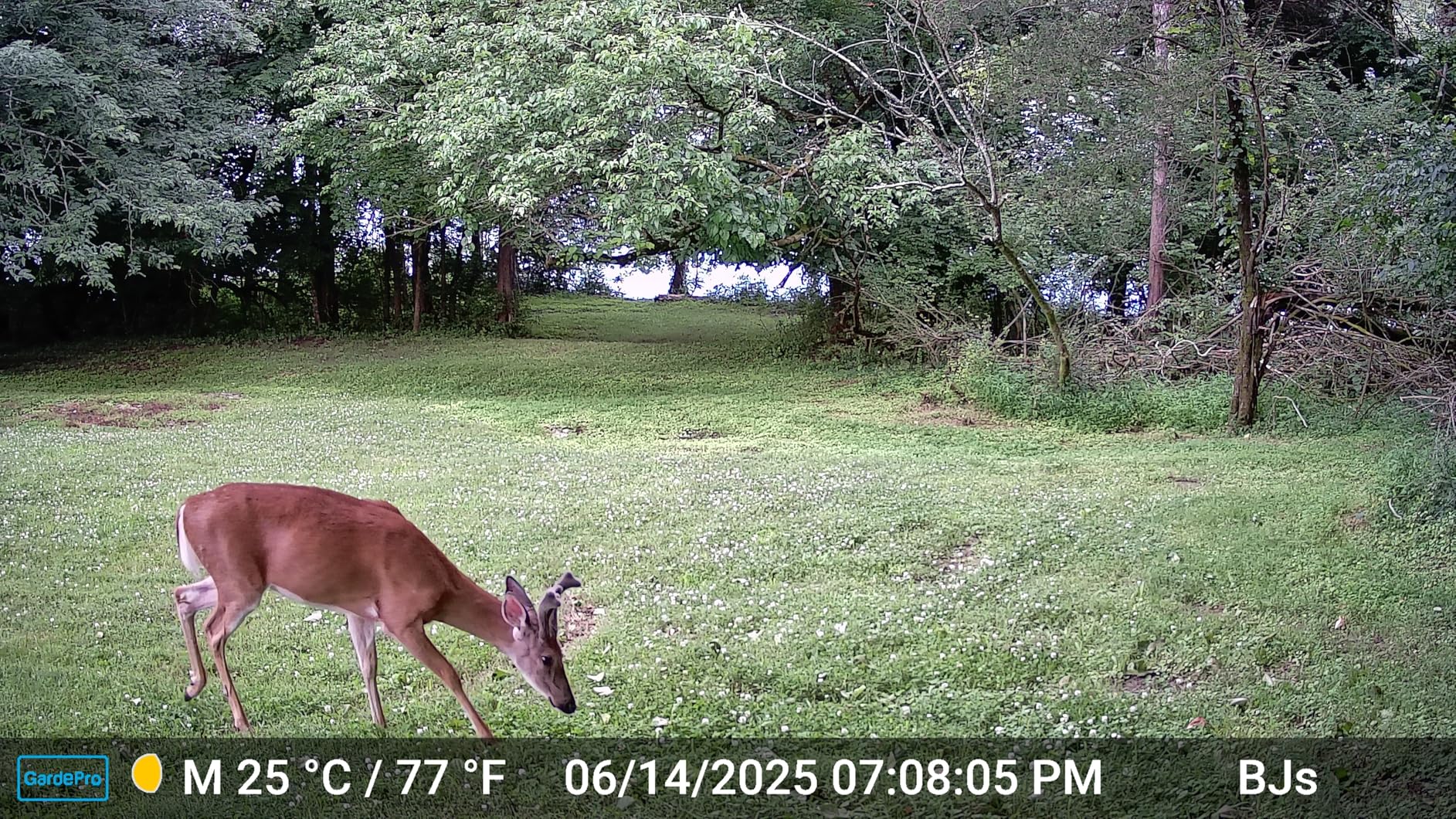 GardePro E8P WiFi Trail Camera (Non-Cellular), 48MP Photos, 1296P HD Video, 8000mAh Rechargeable Battery, 120° Wide-Angle Motion Detection, 0.1s Trigger, No-Glow Night Vision - Customer Photo 1