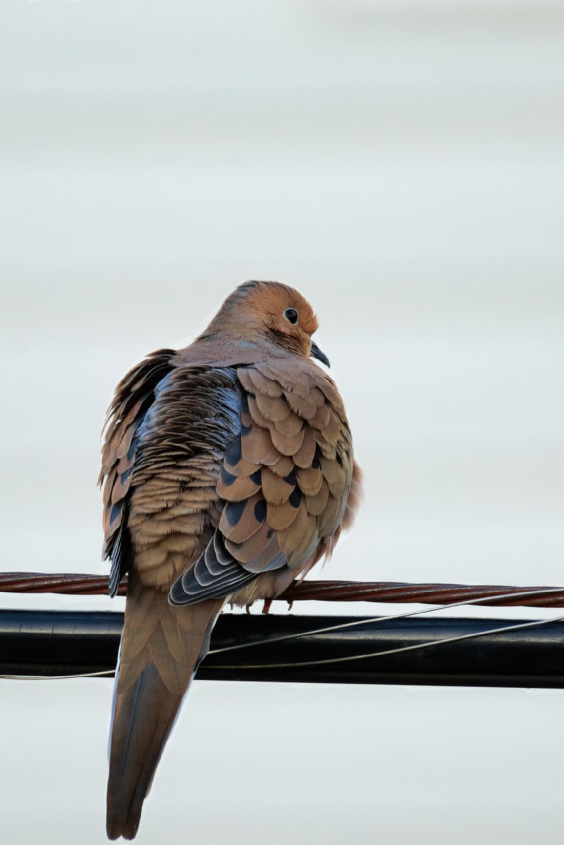 Canon RF200-800mm F6.3-9 is USM - Customer Photo 5